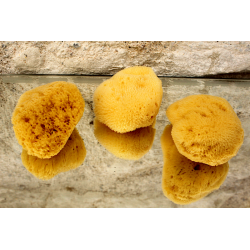 Eponge menstruelle Mensi...