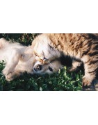 Animaux